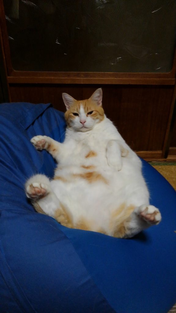 ビーズクッションに座る猫