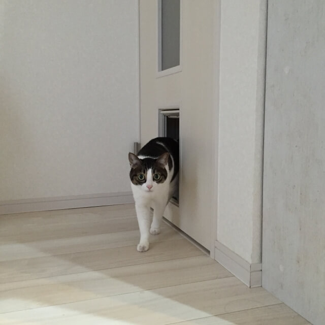 ネコ用ドア