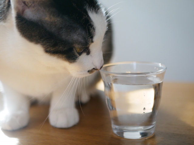 猫に水を与えるなら「いろはす」や「南アルプスの天然水」がいい?