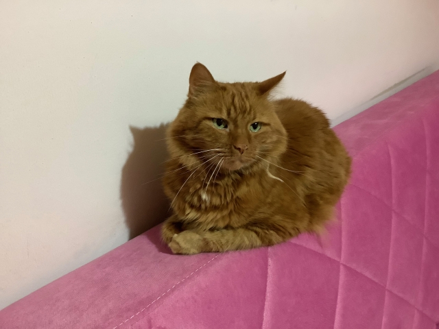 新居での猫の生活を安定させるコツ