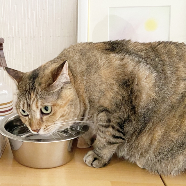 猫の飲む水は水道水でもいい?