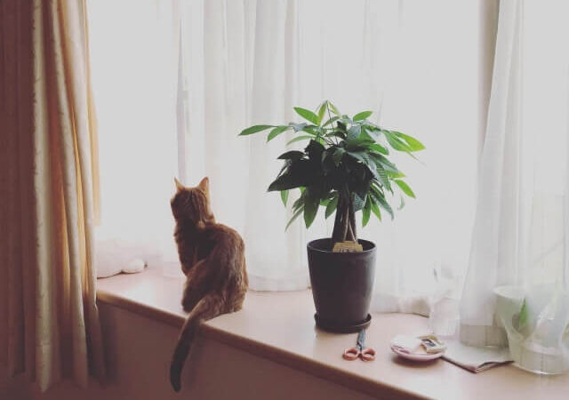 窓際のネコ