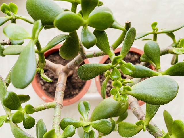 アレカヤシ|空気清浄効果もある安全植物