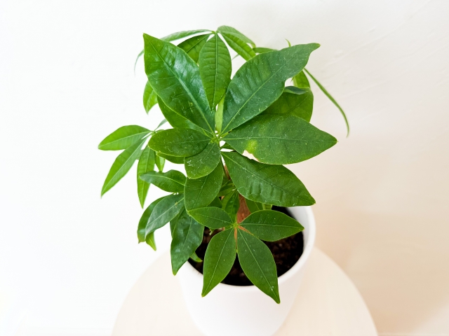 パキラ|育てやすく安全な定番