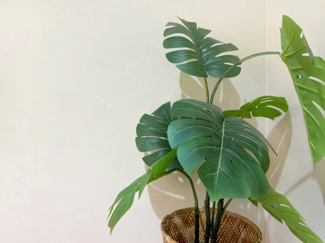 モンステラ|人気でも油断できない