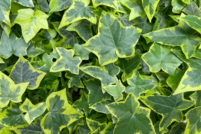 ポトス|猫にとっては中毒性あり