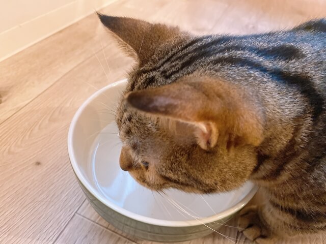 猫の飲む水の量