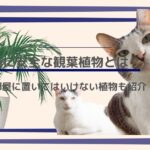 猫に安全な観葉植物とは？部屋に置いてはいけない植物も紹介