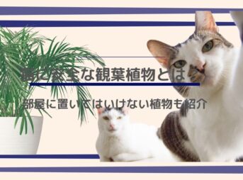 猫に安全な観葉植物とは?部屋に置いてはいけない植物も紹介