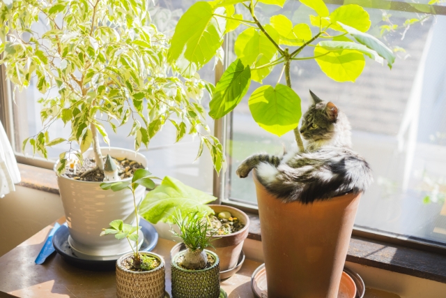 猫と観葉植物を共存させる工夫