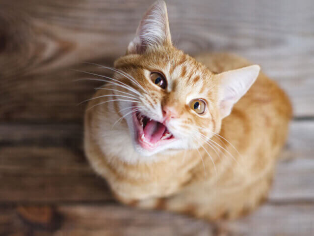 何か言っているようなネコ