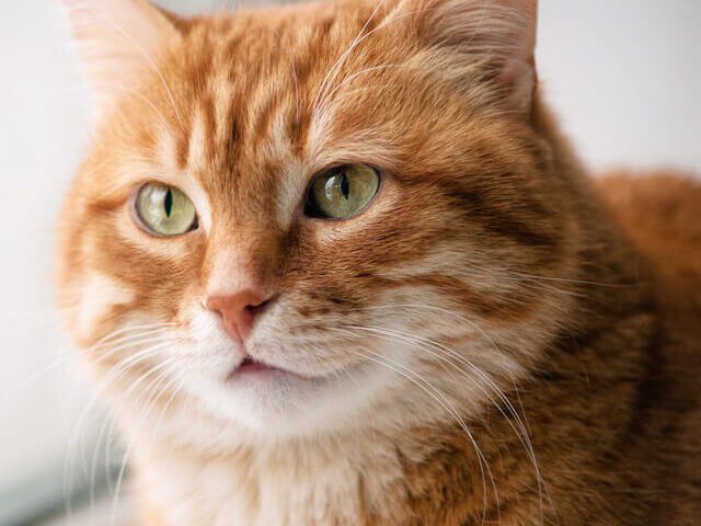 一点をみつめるネコ