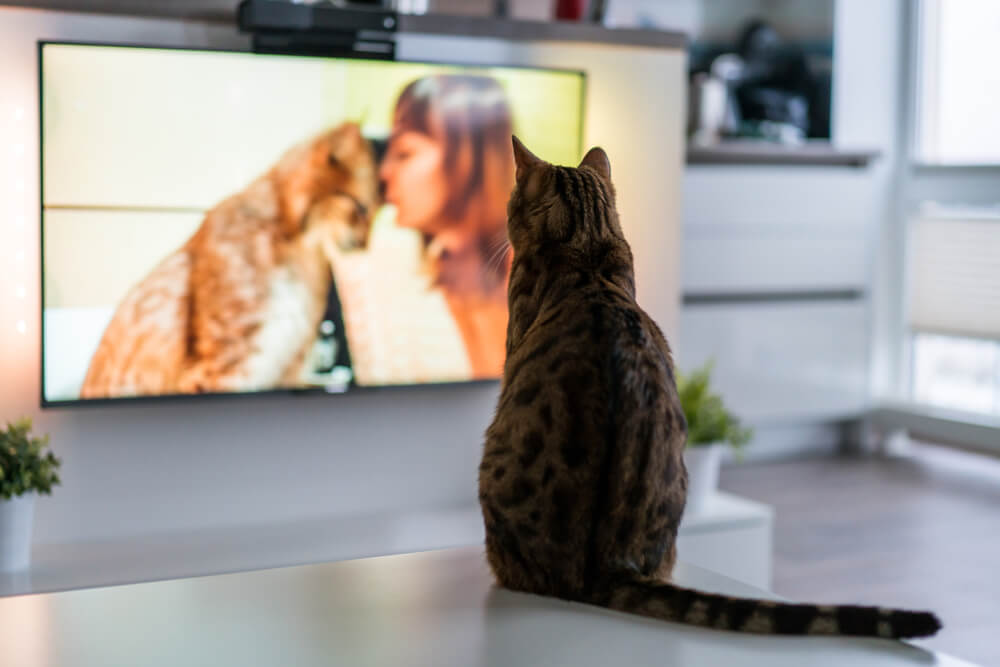 猫がテレビを見てる