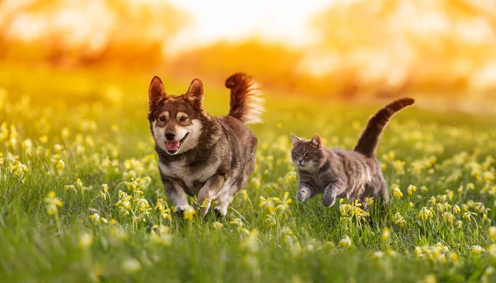 犬と猫が走っている