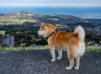 犬が高原を見ている