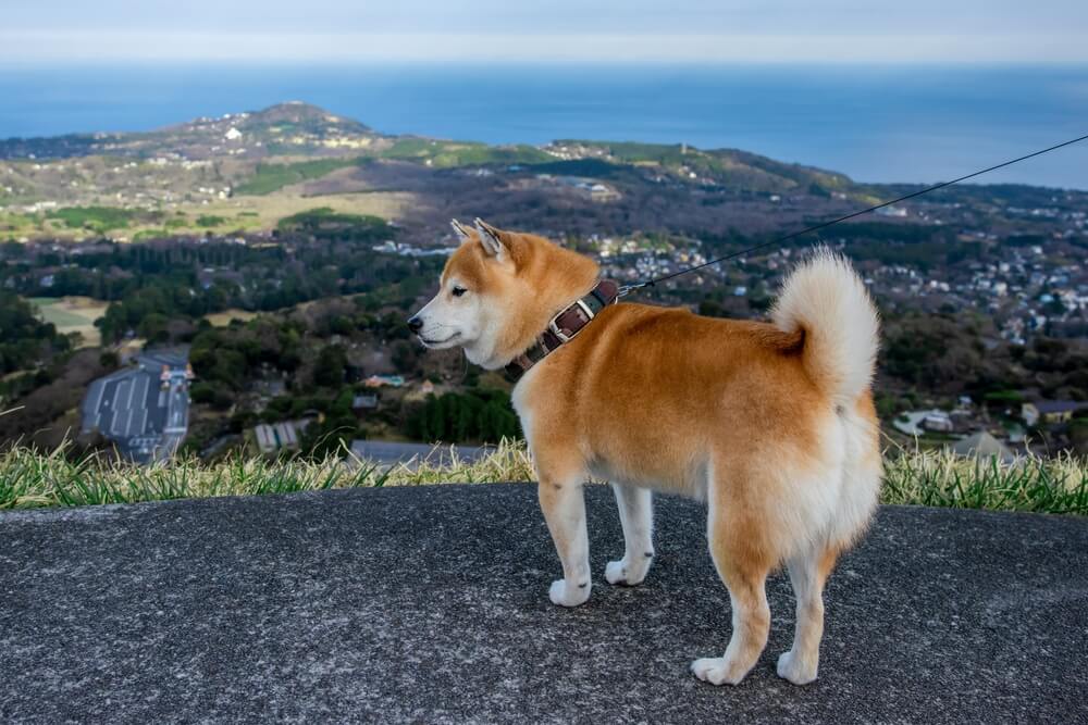 犬が高原を見ている