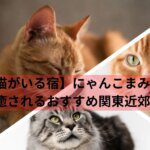 【猫がいる宿】にゃんこまみれで癒されるおすすめ関東近郊5選