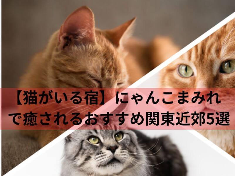 【猫がいる宿】にゃんこまみれで癒されるおすすめ関東近郊5選