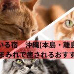 猫がいる宿　沖縄