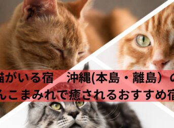 猫がいる宿　沖縄