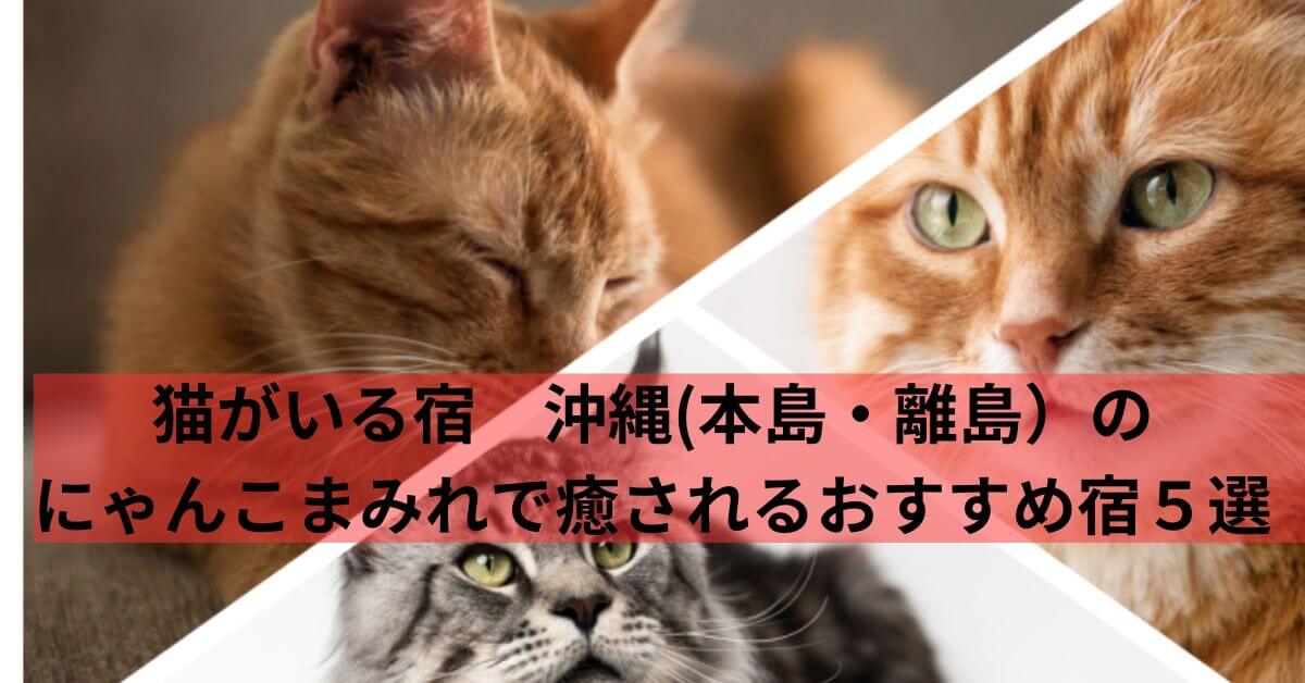 猫がいる宿　沖縄