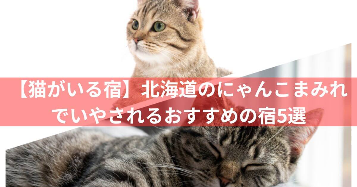 北海道猫がいる宿5選