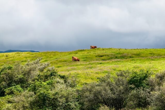 阿蘇山の原野に放牧された牛