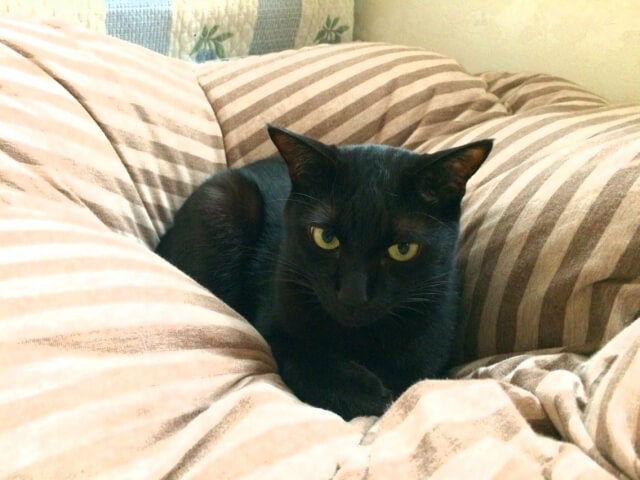 布団の中の黒猫