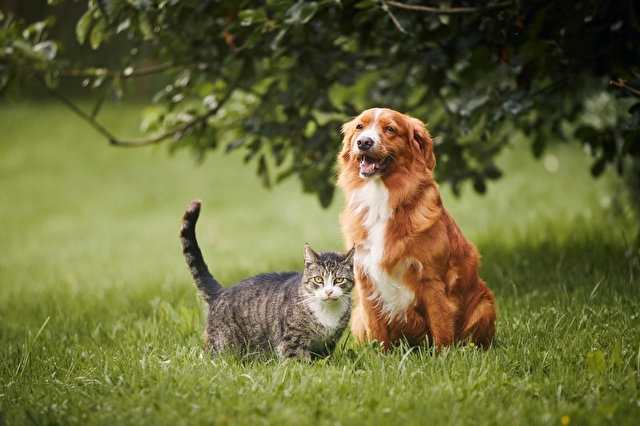 草原のネコと犬