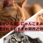 【猫がいる宿】にゃんこまみれで癒されるおすすめ関西近郊5選