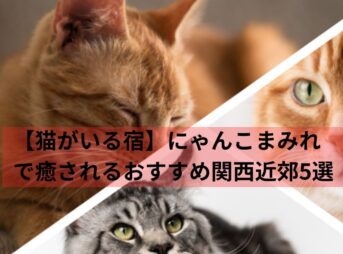【猫がいる宿】にゃんこまみれで癒されるおすすめ関西近郊5選