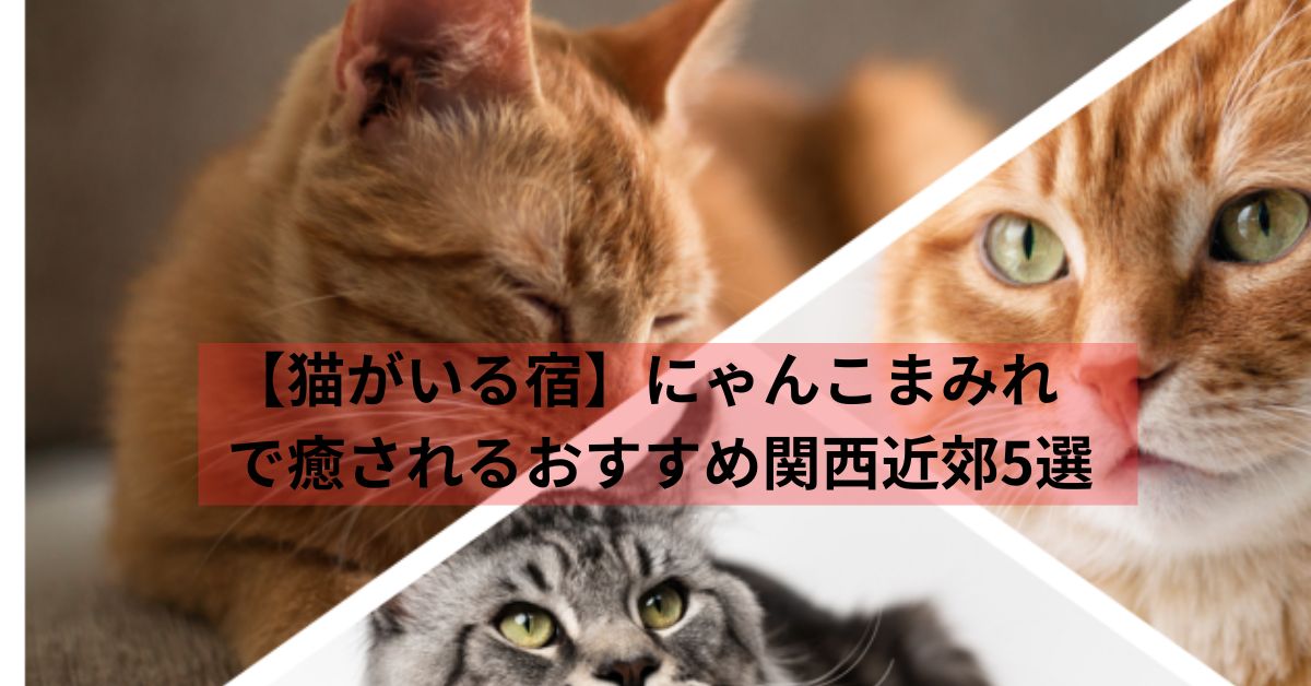 【猫がいる宿】にゃんこまみれで癒されるおすすめ関西近郊5選