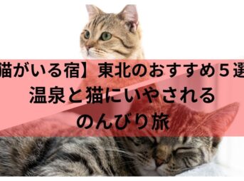 【猫がいる宿】東北のおすすめ５選！温泉と猫にいやされるのんびり旅