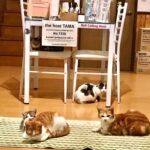 猫だらけ民宿・みさと記念館