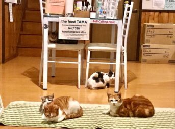 猫だらけ民宿・みさと記念館