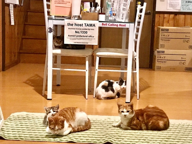 猫だらけ民宿・みさと記念館