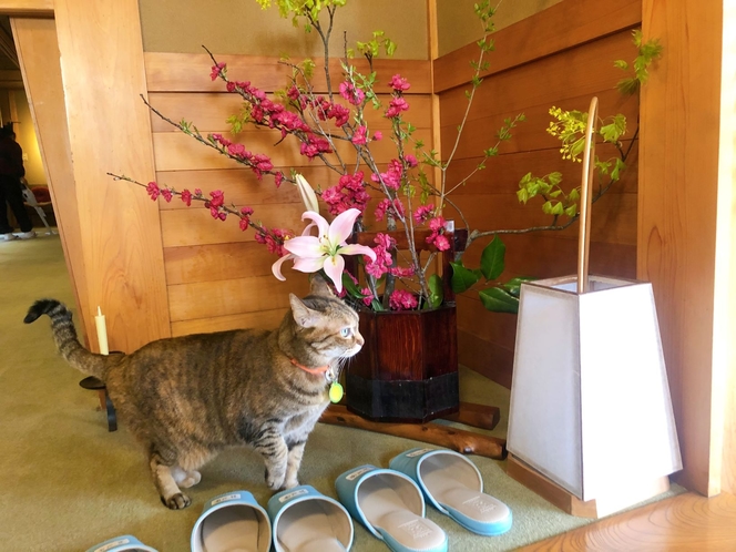 浅虫温泉　割烹旅館　さつき　猫