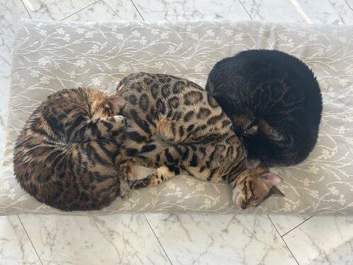 猫と泊まる贅沢——那須の自然とベンガルの森へ