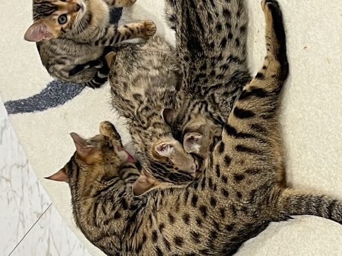 ベンガル猫との出会い