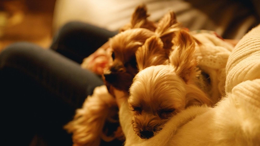 ペットのアメニティ