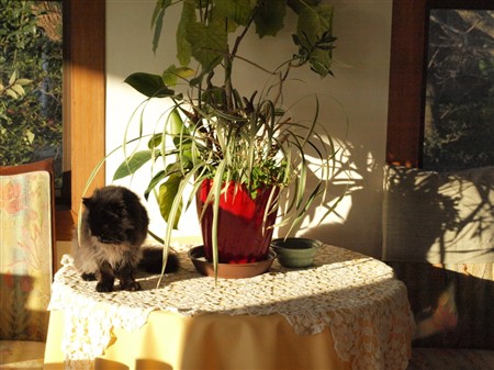 伊豆熱川　オーベルジュ はせべの詳細