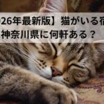 【2026年最新版】猫がいる宿は神奈川県に何軒ある？猫好き必見の宿を調査！