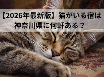 【2026年最新版】猫がいる宿は神奈川県に何軒ある？猫好き必見の宿を調査！