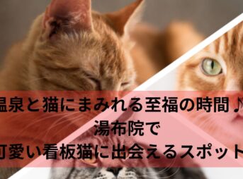 温泉と猫にまみれる至福の時間♪湯布院で可愛い看板猫に出会えるスポット