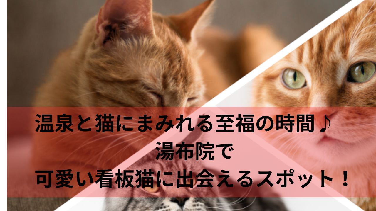 温泉と猫にまみれる至福の時間♪湯布院で可愛い看板猫に出会えるスポット